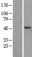 PTK6 / BRK Protein - Western validation with an anti-DDK antibody * L: Control HEK293 lysate R: Over-expression lysate