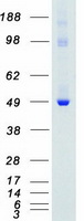 PTK6 / BRK Protein - Purified recombinant protein PTK6 was analyzed by SDS-PAGE gel and Coomassie Blue Staining