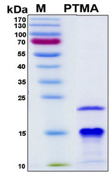PTMA / Prothymosin Alpha Protein - SDS-PAGE under reducing conditions and visualized by Coomassie blue staining