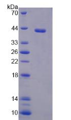 PTMA / Prothymosin Alpha Protein - Recombinant Prothymosin Alpha By SDS-PAGE