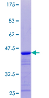 PTMS / Parathymosin Protein - 12.5% SDS-PAGE of human PTMS stained with Coomassie Blue