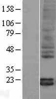 PTN / Pleiotrophin Protein - Western validation with an anti-DDK antibody * L: Control HEK293 lysate R: Over-expression lysate