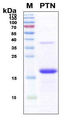 PTN / Pleiotrophin Protein - SDS-PAGE under reducing conditions and visualized by Coomassie blue staining
