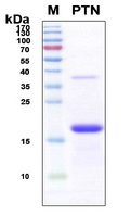 PTN / Pleiotrophin Protein - SDS-PAGE under reducing conditions and visualized by Coomassie blue staining
