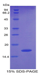 PTN / Pleiotrophin Protein - Recombinant Pleiotrophin By SDS-PAGE