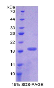 PTN / Pleiotrophin Protein - Recombinant Pleiotrophin By SDS-PAGE