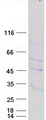 PTOV1 Protein - Purified recombinant protein PTOV1 was analyzed by SDS-PAGE gel and Coomassie Blue Staining
