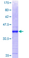 PTP-PEST / PTPN12 Protein - 12.5% SDS-PAGE Stained with Coomassie Blue.