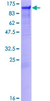 PTP-PEST / PTPN12 Protein - 12.5% SDS-PAGE of human PTPN12 stained with Coomassie Blue