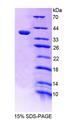 PTP-PEST / PTPN12 Protein - Recombinant Protein Tyrosine Phosphatase, Non Receptor Type 12 (PTPN12) by SDS-PAGE