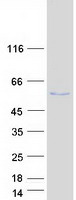 PTP1B Protein - Purified recombinant protein PTPN1 was analyzed by SDS-PAGE gel and Coomassie Blue Staining