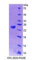 PTP4A1 / PRL-1 Protein - Recombinant Protein Tyrosine Phosphatase Type IVA 1 (PTP4A1) by SDS-PAGE