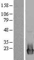 PTP4A2 / PRL-2 Protein - Western validation with an anti-DDK antibody * L: Control HEK293 lysate R: Over-expression lysate