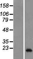 PTP4A3 Protein - Western validation with an anti-DDK antibody * L: Control HEK293 lysate R: Over-expression lysate
