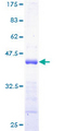 PTP4A3 Protein - 12.5% SDS-PAGE of human PTP4A3 stained with Coomassie Blue