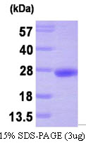 PTP4A3 Protein