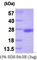 PTP4A3 Protein