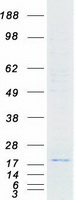 PTP4A3 Protein - Purified recombinant protein PTP4A3 was analyzed by SDS-PAGE gel and Coomassie Blue Staining