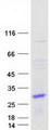PTP4A3 Protein - Purified recombinant protein PTP4A3 was analyzed by SDS-PAGE gel and Coomassie Blue Staining