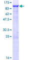 PTPDC1 Protein - 12.5% SDS-PAGE of human PTPDC1 stained with Coomassie Blue