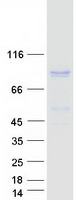 PTPDC1 Protein - Purified recombinant protein PTPDC1 was analyzed by SDS-PAGE gel and Coomassie Blue Staining