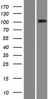 PTPMEG / PTPN4 Protein - Western validation with an anti-DDK antibody * L: Control HEK293 lysate R: Over-expression lysate