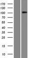 PTPMEG / PTPN4 Protein - Western validation with an anti-DDK antibody * L: Control HEK293 lysate R: Over-expression lysate