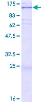 PTPMEG / PTPN4 Protein - 12.5% SDS-PAGE of human PTPN4 stained with Coomassie Blue
