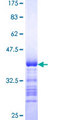 PTPMEG / PTPN4 Protein - 12.5% SDS-PAGE Stained with Coomassie Blue.