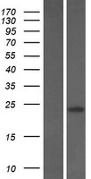 PTPMT1 Protein - Western validation with an anti-DDK antibody * L: Control HEK293 lysate R: Over-expression lysate