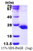 PTPMT1 Protein