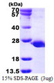 PTPMT1 Protein