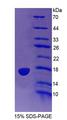 PTPMT1 Protein - Recombinant Protein Tyrosine Phosphatase, Mitochondrial 1 (PTPMT1) by SDS-PAGE