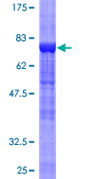 PTPN11 / SHP-2 / NS1 Protein - 12.5% SDS-PAGE of human PTPN11 stained with Coomassie Blue