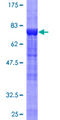 PTPN11 / SHP-2 / NS1 Protein - 12.5% SDS-PAGE of human PTPN11 stained with Coomassie Blue