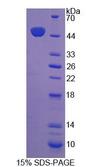 PTPN14 / PEZ Protein - Recombinant Protein Tyrosine Phosphatase, Non Receptor Type 14 (PTPN14) by SDS-PAGE