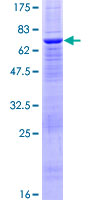 PTPN18 Protein - 12.5% SDS-PAGE of human PTPN18 stained with Coomassie Blue