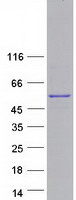 PTPN18 Protein - Purified recombinant protein PTPN18 was analyzed by SDS-PAGE gel and Coomassie Blue Staining
