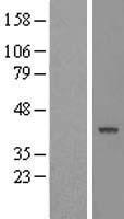 PTPN2 / TC-PTP Protein - Western validation with an anti-DDK antibody * L: Control HEK293 lysate R: Over-expression lysate
