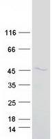 PTPN2 / TC-PTP Protein - Purified recombinant protein PTPN2 was analyzed by SDS-PAGE gel and Coomassie Blue Staining