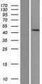 PTPN20 Protein - Western validation with an anti-DDK antibody * L: Control HEK293 lysate R: Over-expression lysate