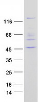 PTPN21 / PTPD1 Protein - Purified recombinant protein PTPN21 was analyzed by SDS-PAGE gel and Coomassie Blue Staining