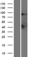 PTPN22 / PEP Protein - Western validation with an anti-DDK antibody * L: Control HEK293 lysate R: Over-expression lysate