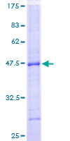 PTPN22 / PEP Protein - 12.5% SDS-PAGE of human PTPN22 stained with Coomassie Blue