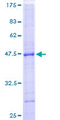 PTPN22 / PEP Protein - 12.5% SDS-PAGE of human PTPN22 stained with Coomassie Blue