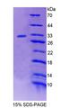 PTPN3 Protein - Recombinant Protein Tyrosine Phosphatase, Non Receptor Type 3 (PTPN3) by SDS-PAGE