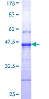 PTPN5 / STEP Protein - 12.5% SDS-PAGE Stained with Coomassie Blue.