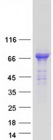 PTPN5 / STEP Protein - Purified recombinant protein PTPN5 was analyzed by SDS-PAGE gel and Coomassie Blue Staining
