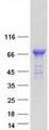 PTPN5 / STEP Protein - Purified recombinant protein PTPN5 was analyzed by SDS-PAGE gel and Coomassie Blue Staining