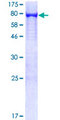 PTPN6 / SHP1 Protein - 12.5% SDS-PAGE of human PTPN6 stained with Coomassie Blue